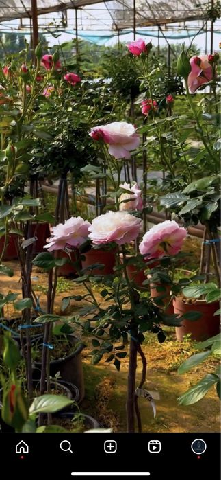 Shtamp Gul. Manzalari Gul