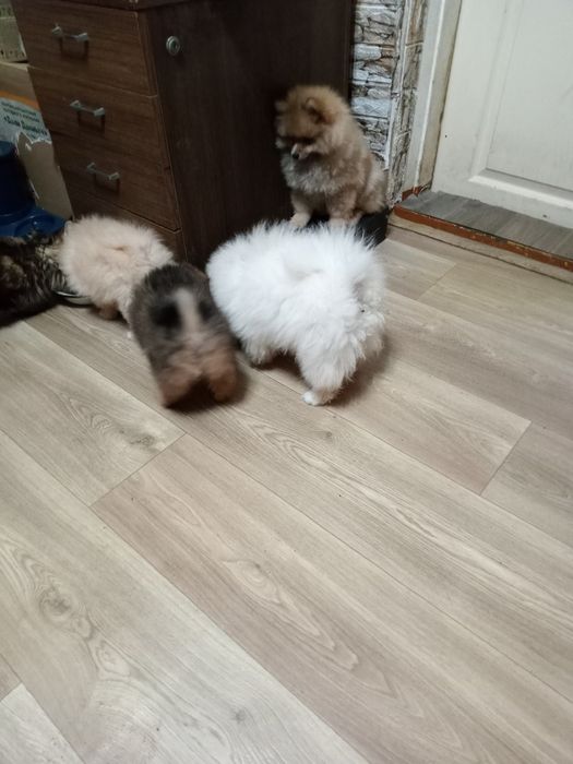 Продаются щенки шпица мальчики и девочки