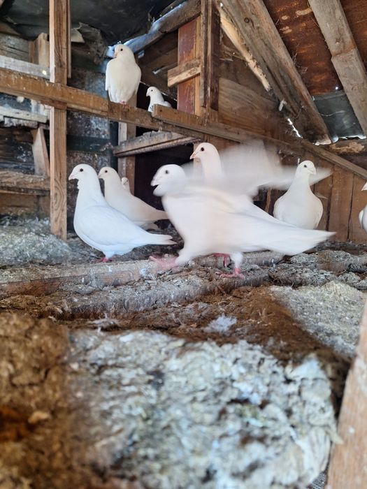 Porumbei voiajori, albi