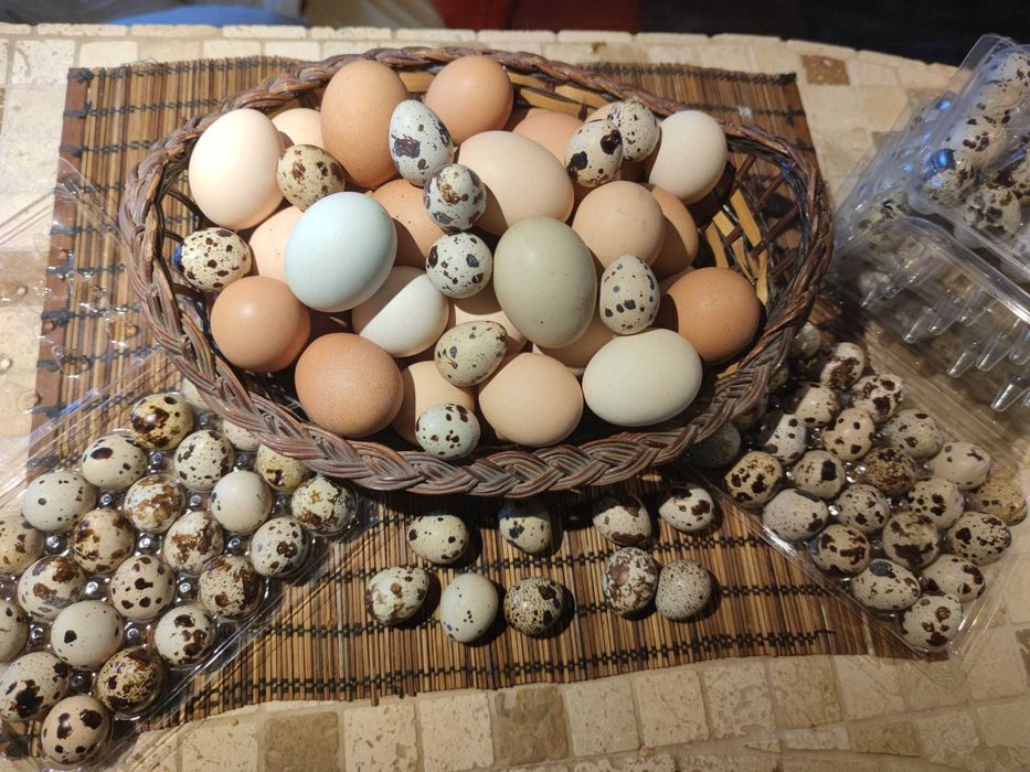 Vand oua de gaina ,prepelita si bibilica pentru consum