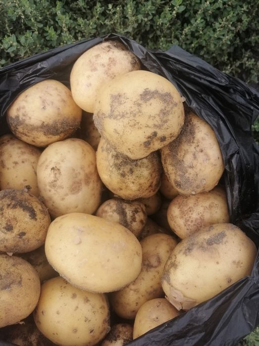 Продам картофель едавой