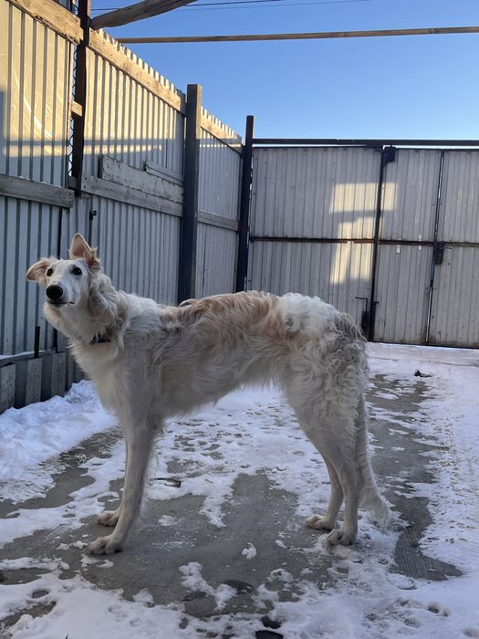 русская псовая борзая