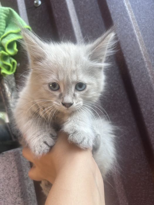 Отдам котят есть 5 котят
