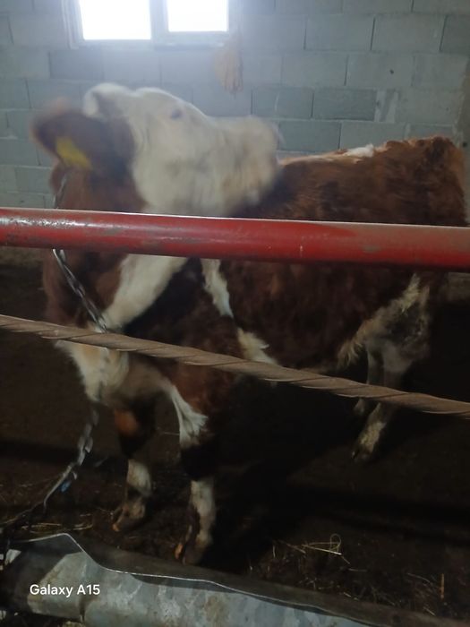 Vând vaci ,vitei și capre de rasa