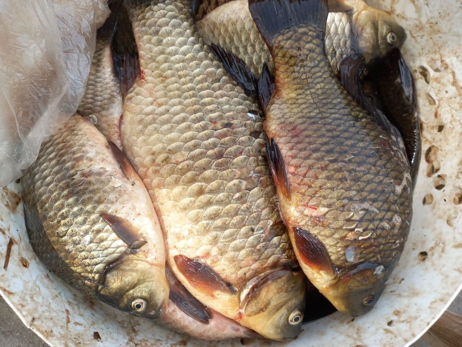 Продажа карасей астана