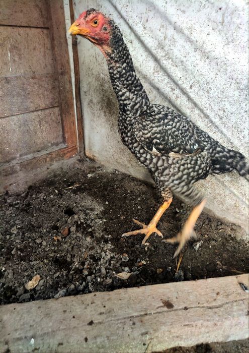 Бойцовый Дакан 1+1