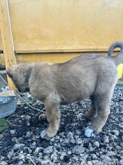 Чистый тобет продам