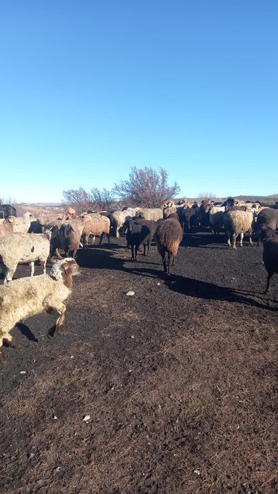 Продаются бараны