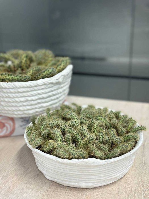 Композиция кактусов (Маммиллярия)