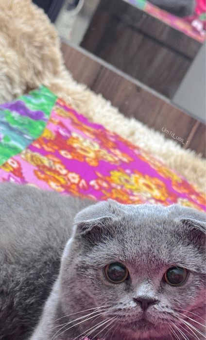 Породаси бошка мушукга абмен киламан сотиб олмокши босангиз сотлади