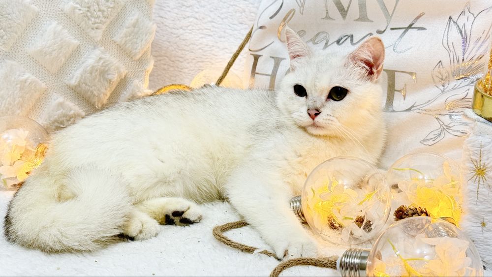 Шикарная британка