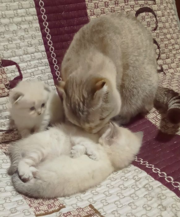 Продам котят британцы