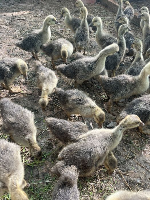 Қаз балапандары ірі қоңыр