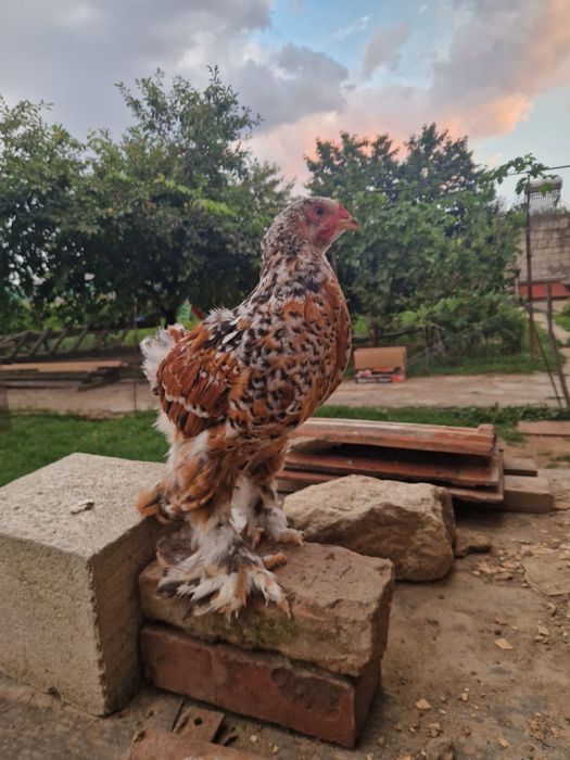 cocosi brahma si gaini