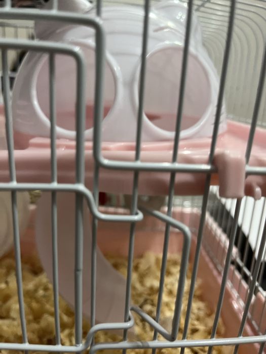 Хомяки. Всё одам две хомяка 11000тысеч