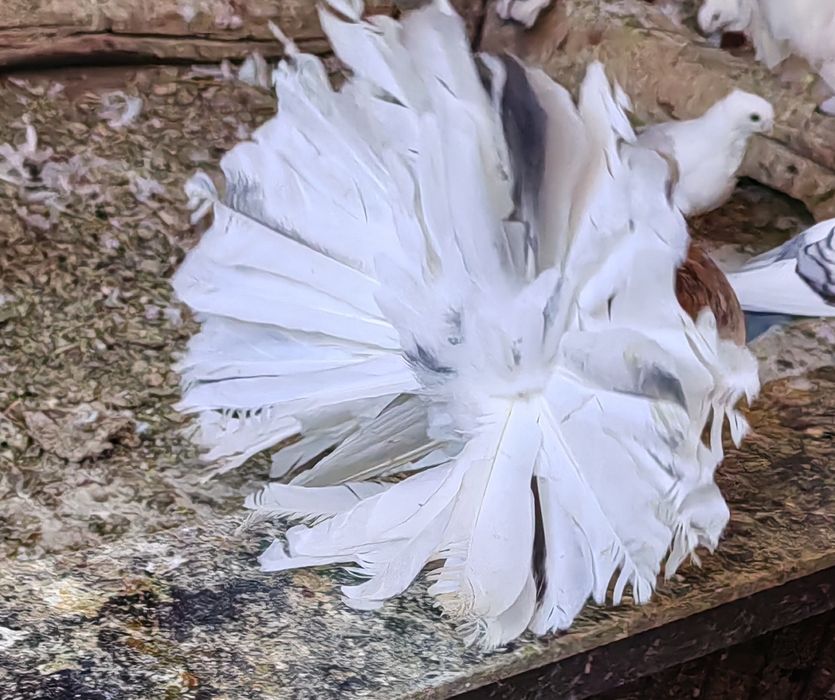 Porumbei rotati votati pave