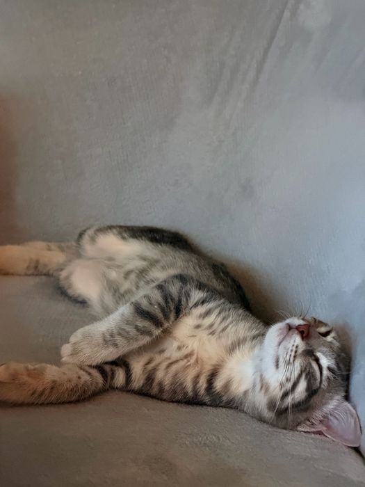 Коте на 3-4м търсим дом