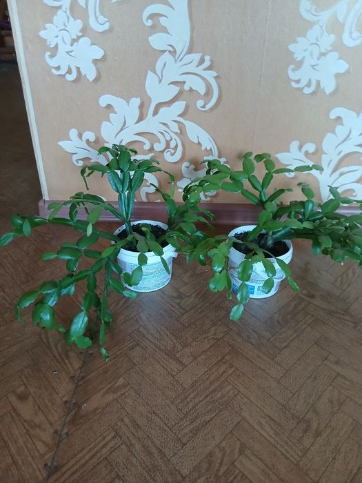 Комнатные цветы разные