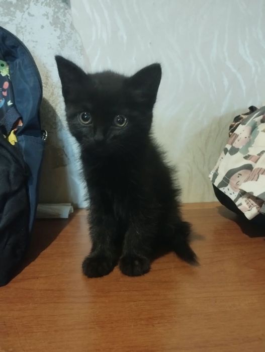 Отдам породистую девочку