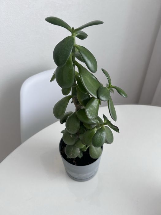 Денежное дерево, толстянка