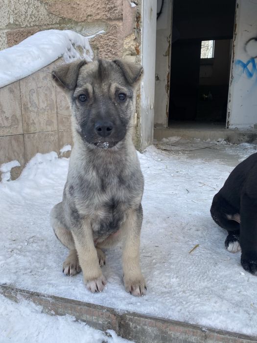 Отдам щенков в добрые руки!