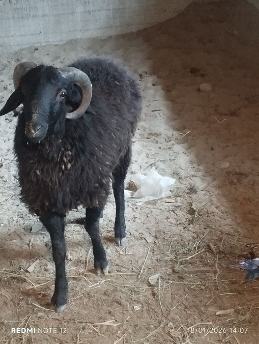 Tagal barra sotiladi yeb ichishi zor