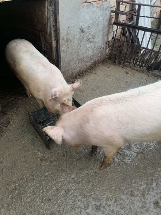 Спешно Продавам прасета за клане