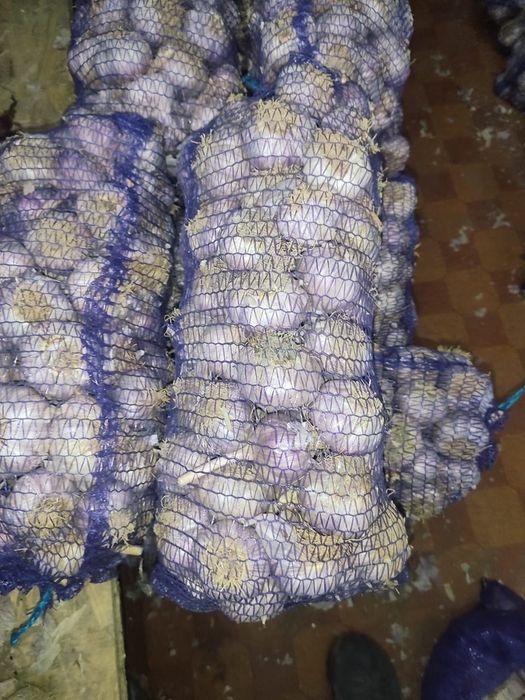 Топ чеснок кордайский местный