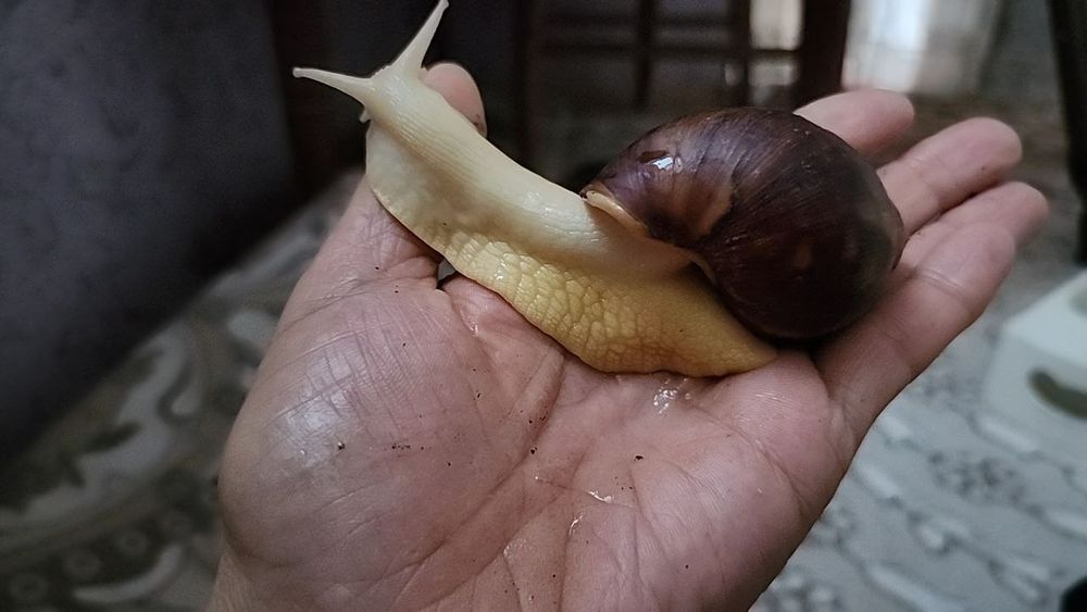 Соглом актив улиткалар бор сотувда