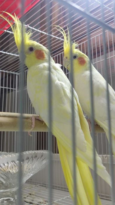 Karela qush sotiladi para