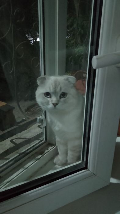 Котенок 7 месяц шотландский