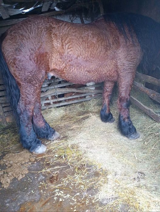 Vând cal bun de ham