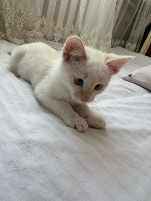 Отдам котенка бесплатно