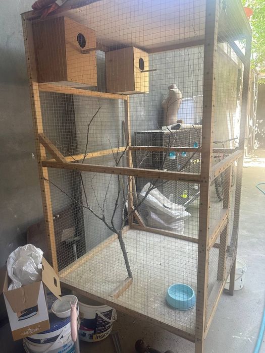 Toti qush kabutarlar uchun tayyor in bor boyi 2mertdan oshiq