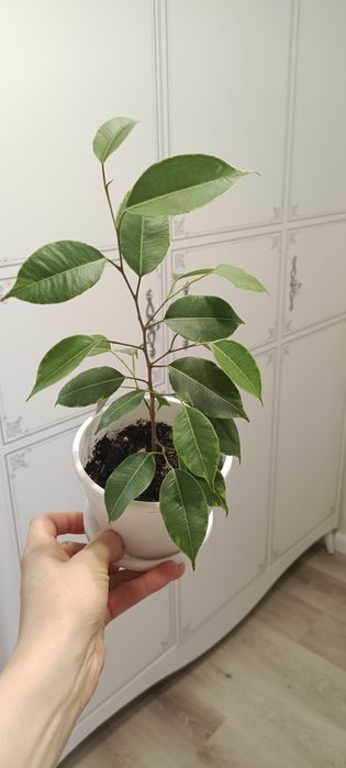 Фикус Бенджамина