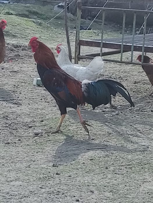 Кораз 11айлык, дені сау