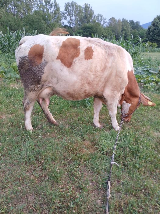 Vand Vaca cu vitel
