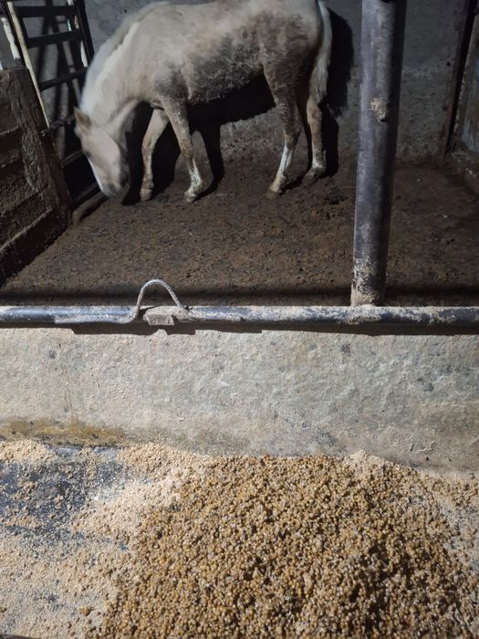 Жылқы адемі семіз