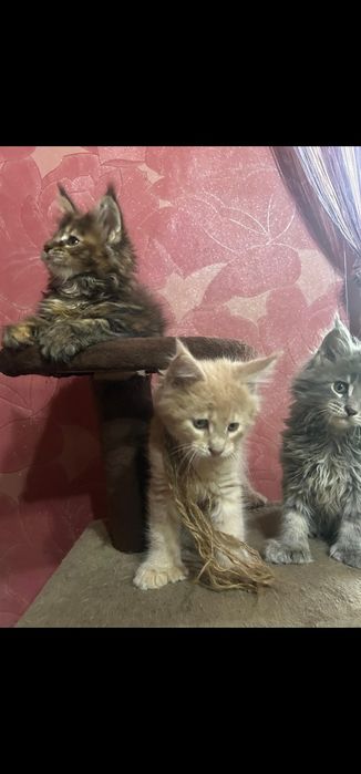 Продам котят мейн-кун полидакт