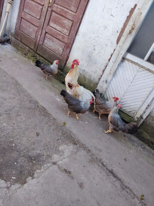 Familie gaini Italiene