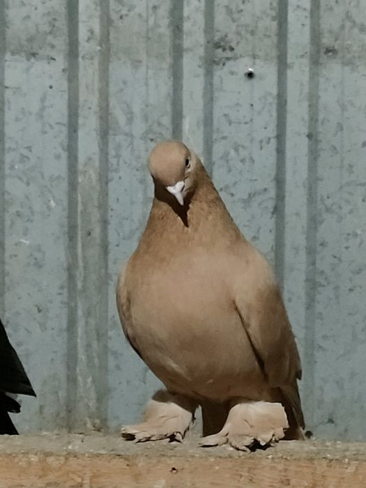 Голуби голуби голуби