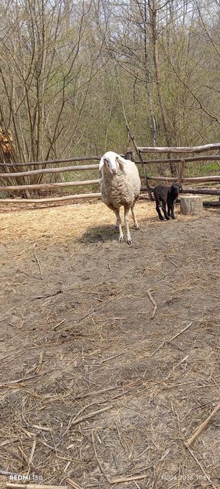 Vând oi de rasatinere