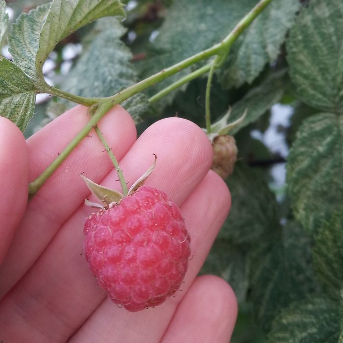 Малина саженецы, сладкая