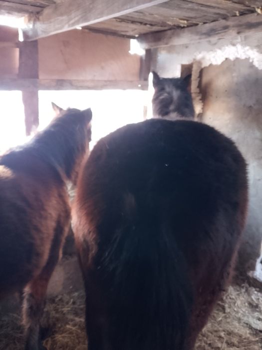 Мысалы 17айфон керек