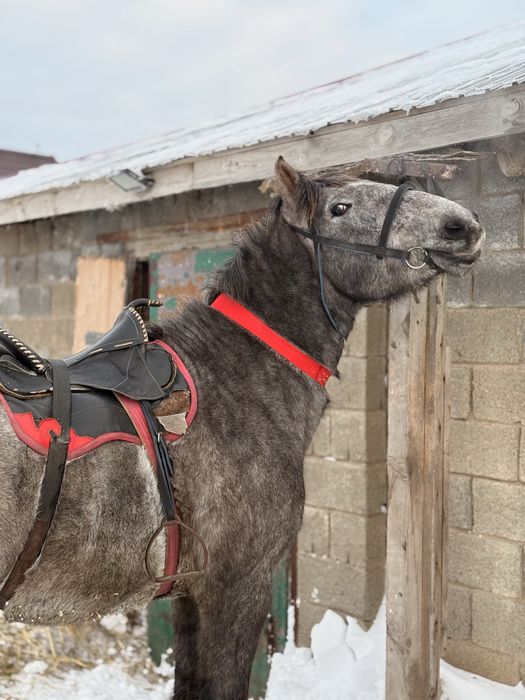 Обмен ірі биеге (2,5 ж Құнан)