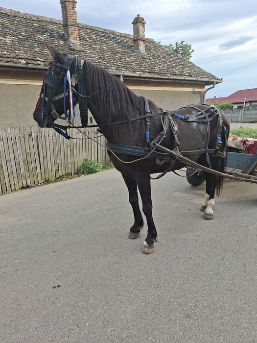 Iapa de vânzare sau combinati are 7 ani iapa are manz cu cal trapasi