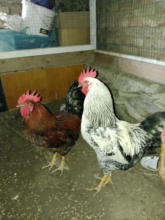 Продам молодой петух