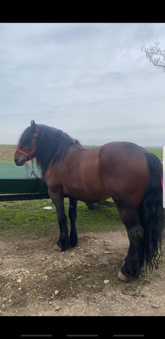 Armăsar  de vânzare