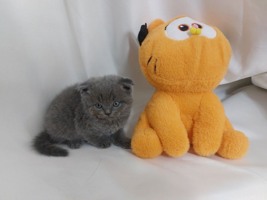 Продаётся котёнок скоттиш фолд мальчик