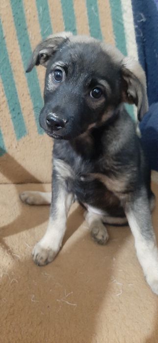 Отдам щенков только в добрые руки.